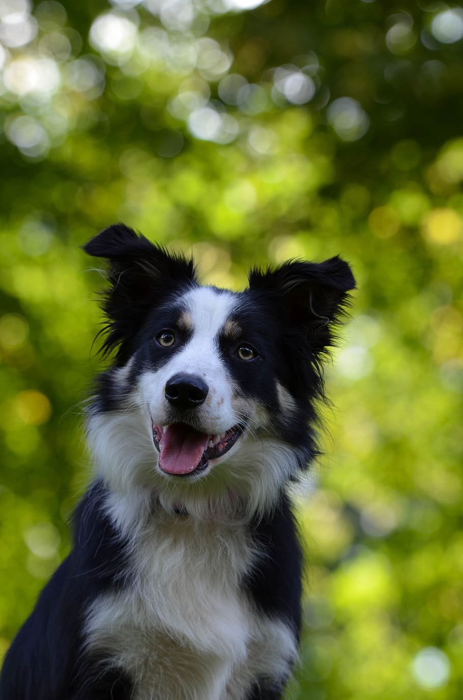tilt shift lens photo, long-coated, white, black, dog, border collie, portrait, attention, curious, purebred dog
