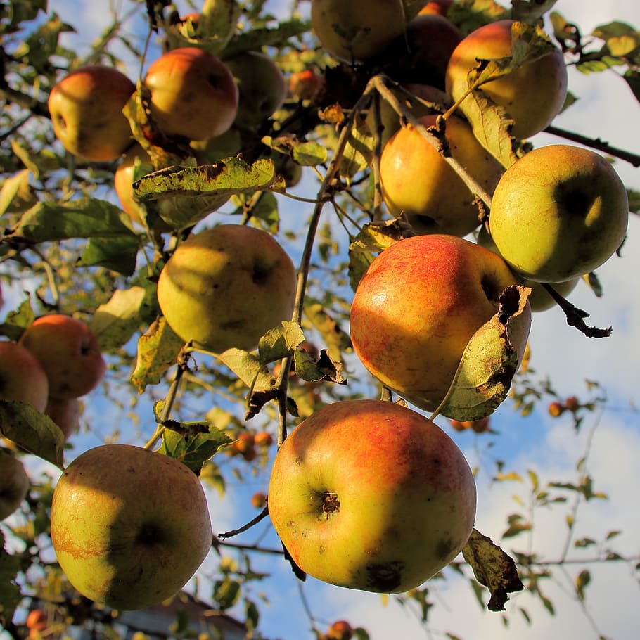 manzana, bio, cosecha, madura, verano, árbol, fruta, dorado, frutas, saludable