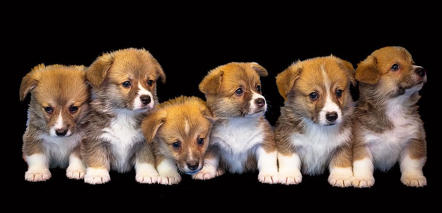 六つの茶色の子犬, 犬, 動物, 分離, かわいい, 子犬, ペット, 小さな, 繁殖, 愛らしい