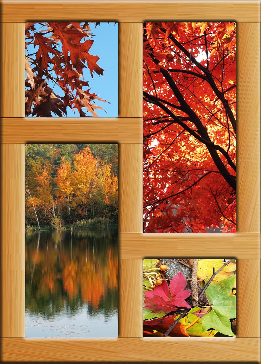 outono, lagoa, emergir, floresta estacional decidual, moldura, madeira, imagem, outubro, bordo, folhas de carvalho