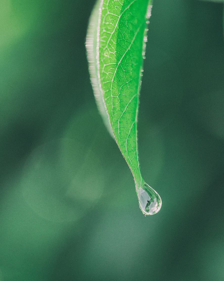 green, leaf, blur, nature, rain, drop, plant, plant part, close-up, green color