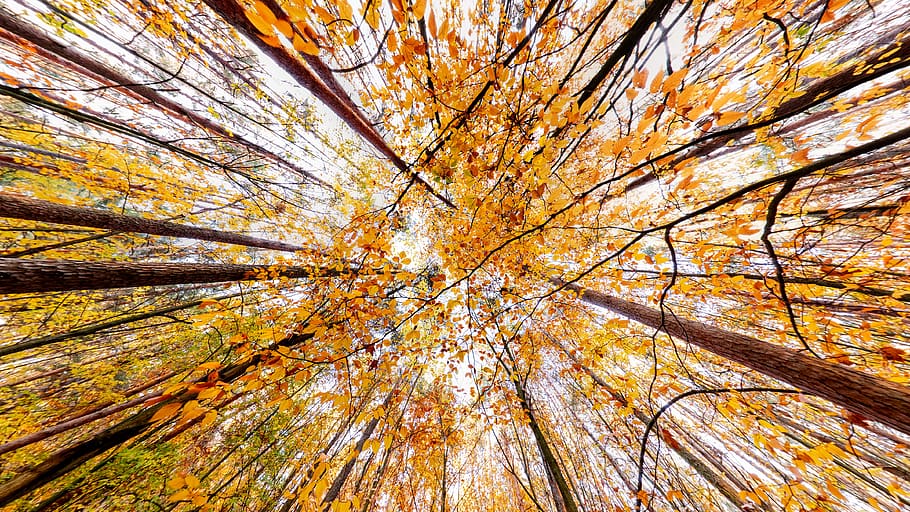 autumn, fall, foilage, leaves, nature, tree, colorful, mood, season, fantasy