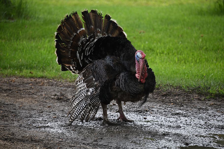 turkey, gobbler, tom, feather, fan, tail, strut, thanksgiving, mating, gamebird