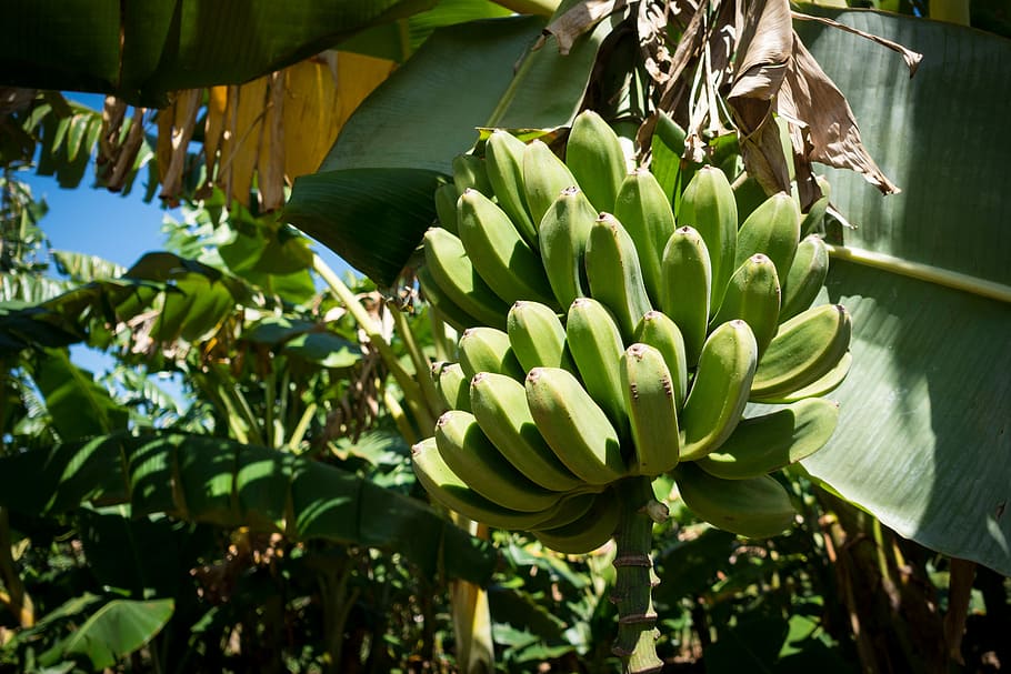 緑, 熟していない, バナナ, 木, キューバ, フルーツ, 夏, 自然, 葉, 植物