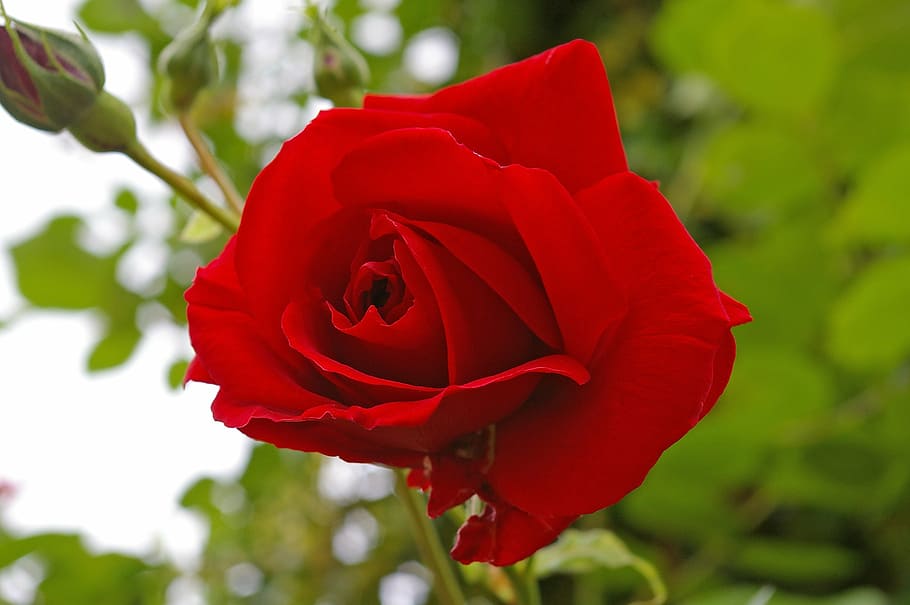 rosa roja, rosa, flor, flor de rosa, fragancia, belleza, verano, cría de rosas, naturaleza, amor