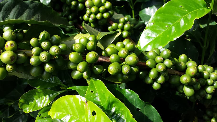 buah hijau, kopi, pohon kopi, buah, perkebunan, makanan dan minuman, makanan sehat, makanan, warna hijau, pertumbuhan