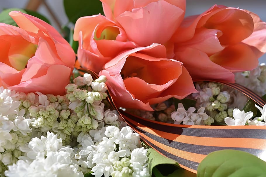 victory day, ribbon of saint george, russia, holiday, may 9, flowering plant, flower, plant, beauty in nature, fragility