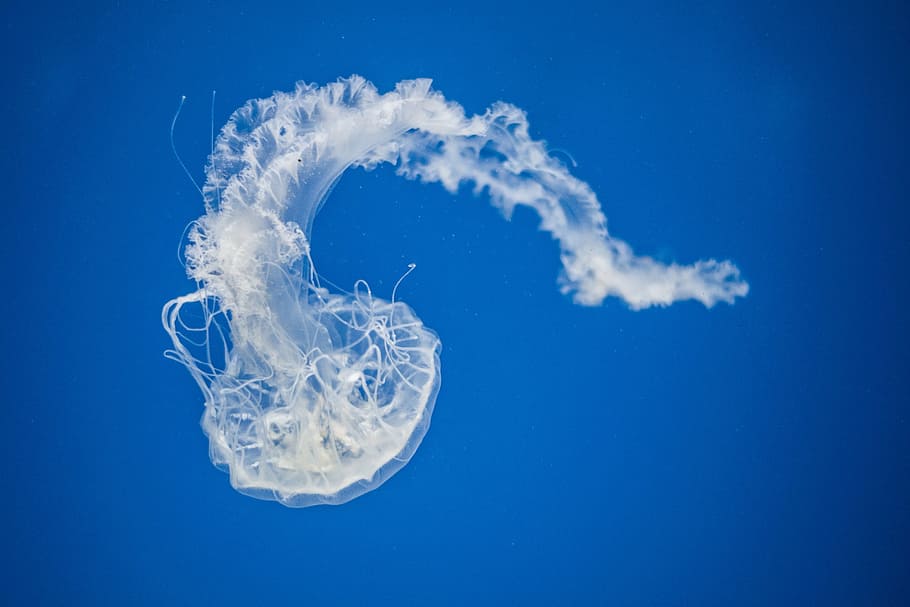 Fondo de pantalla de humo de forma de medusa, medusa, acuático, animal, acuario, submarino, azul, agua, naturaleza, mar