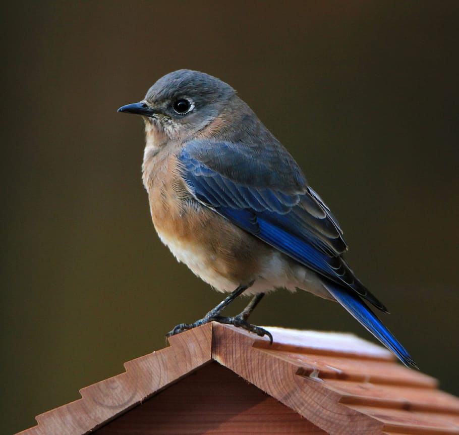 blue, brown, bird, bluebird, eastern bluebird, nature, wildlife, avian, vertebrate, animal wildlife