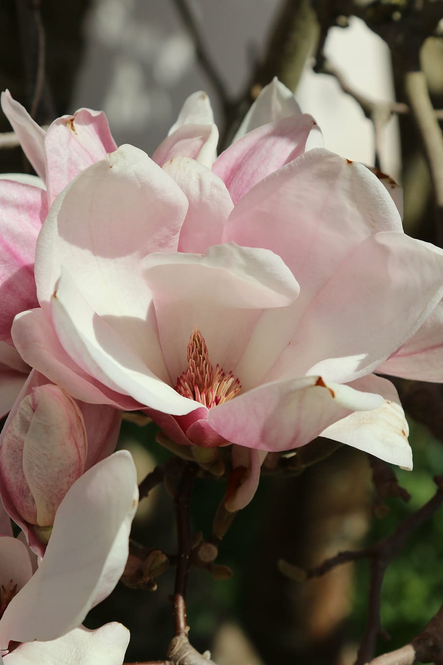 flor, árbol, magnolia, primavera, rosa, naturaleza, planta, pétalo, color rosa, cabeza de flor