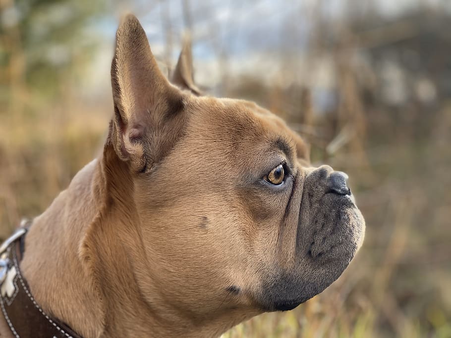 bulldog Perancis, anjing, potret, potret hewan, teman setia, menghadapi, tampilan samping, Profil, dari samping, mata