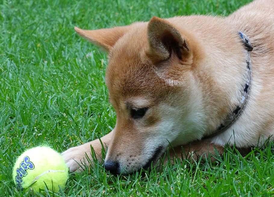 Dog, Remote Access, Shiba Inu, Pet, Play, pet, play, ball, puppy, grass, lying down