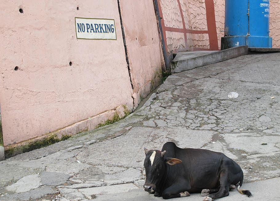 black, cattle, lying, gray, floor, India, Holy Cow, Religion, No Parking, parking offender