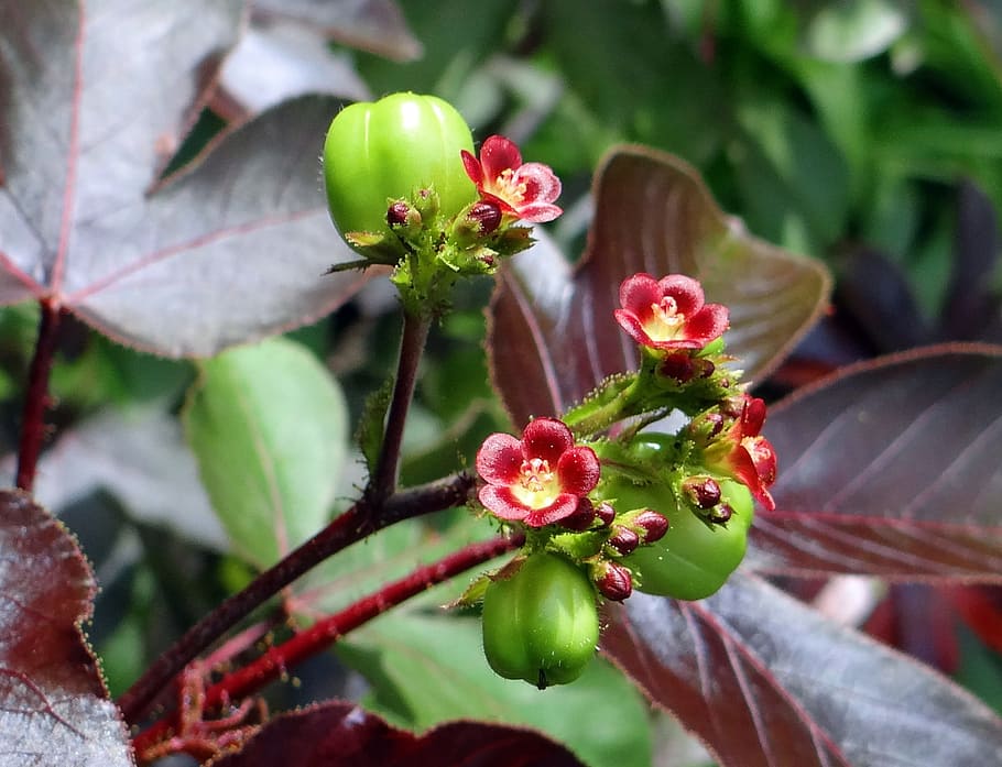 Jatropha Gossypiifolia, Bellyache Bush, cotton-leaf physic nut, ratanjoti, euphorbiaceae, india, nature, leaf, plant, fruit