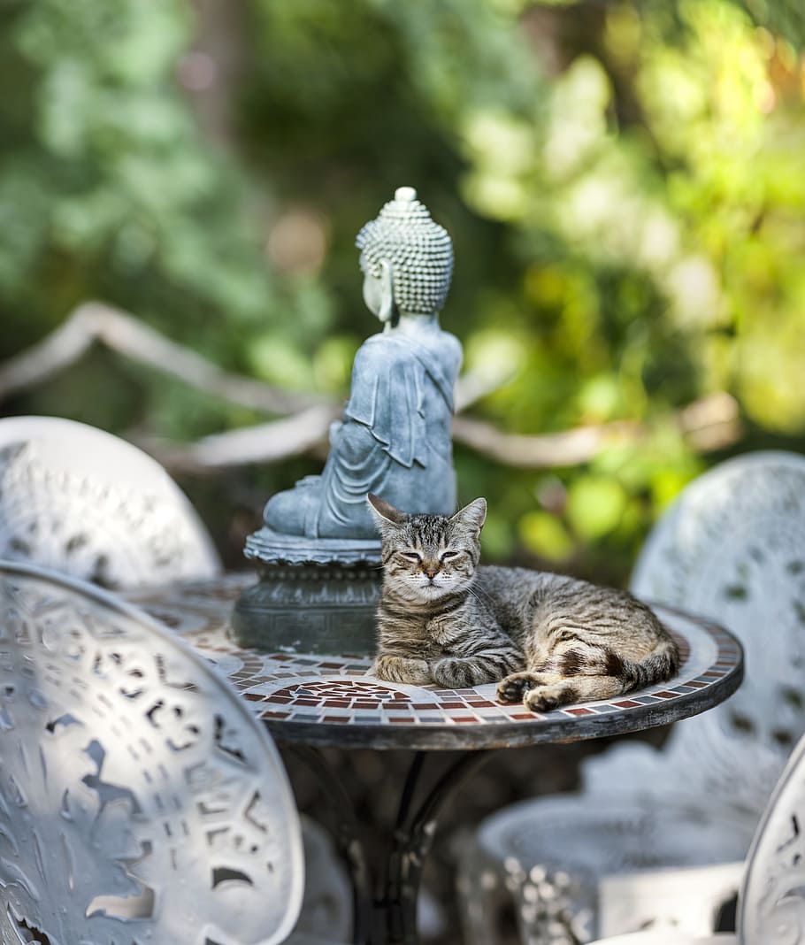 brown, tabby, cat, top, table, shallow, focus photography, buddha, meditation, statue