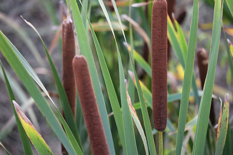 typha, rush, plant, brown, summer, nature, outdoor, growth, green color, close-up