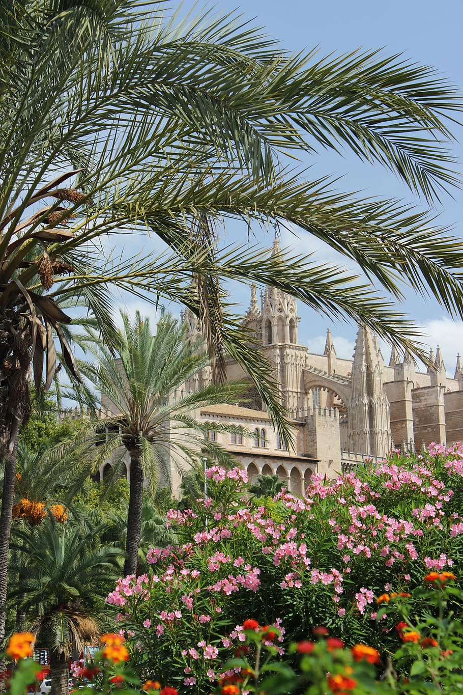 Mallorca, Katedral, Gereja, Selatan, liburan, perjalanan, pohon palem, di luar ruangan, bunga, eksterior bangunan