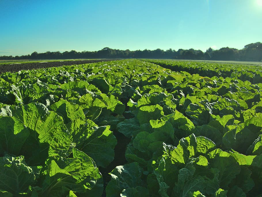 cabbage farm, salad, salad field, field, agriculture, summer, nature, garden, plant, farm
