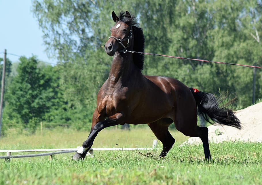 brown, horse, harness, stallion, horses running, racehorse, purebred, power, strength, riding