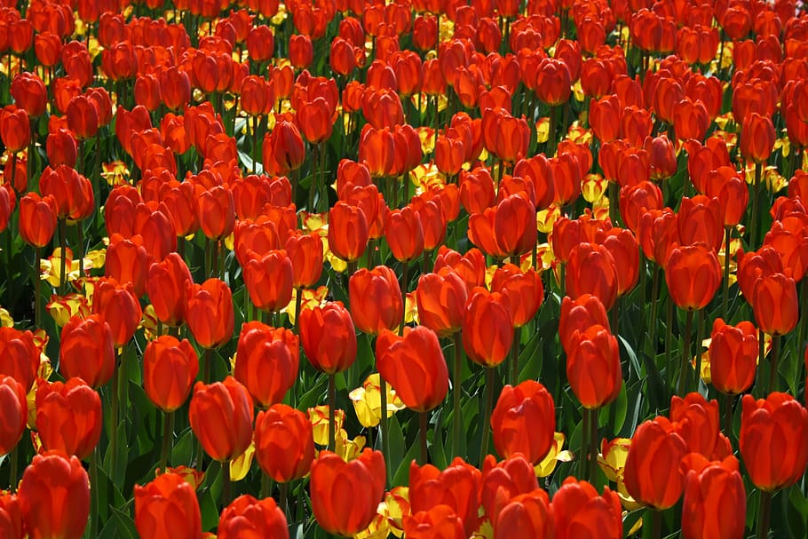 tulipanes, fondo, flor, rojo, pétalos, naturaleza, jardín, primavera, floración, flora
