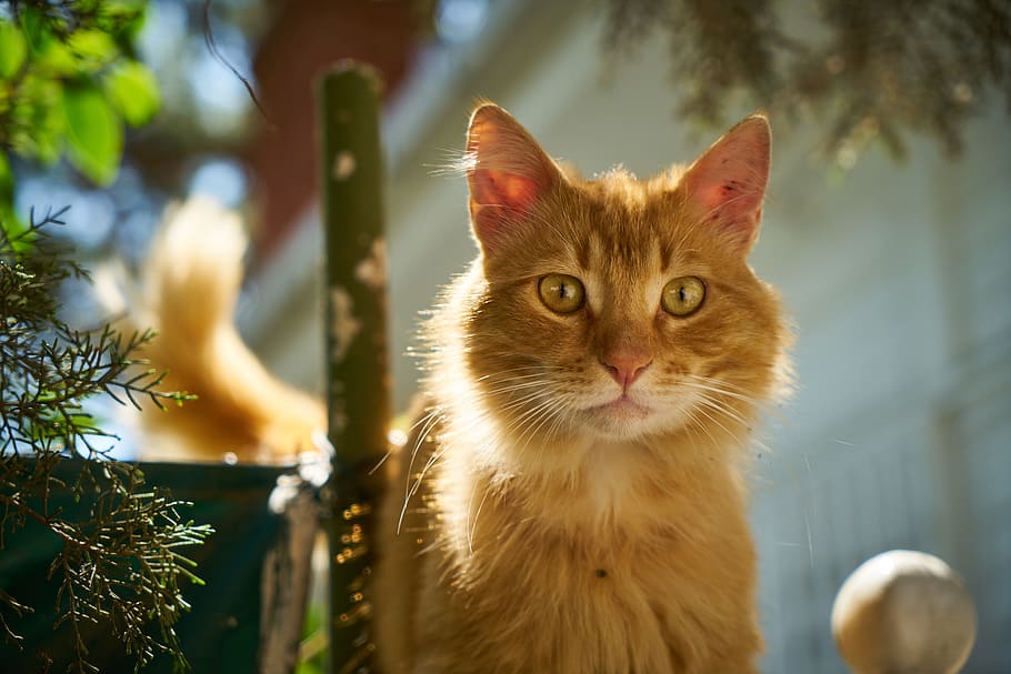 orange, tabby, cat, green, leafed, plant, yellow, cute, nature, animal