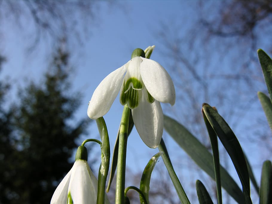 Snowdrop, Flower, Plant, Nature, signs of spring, february, close, white, spring, growth