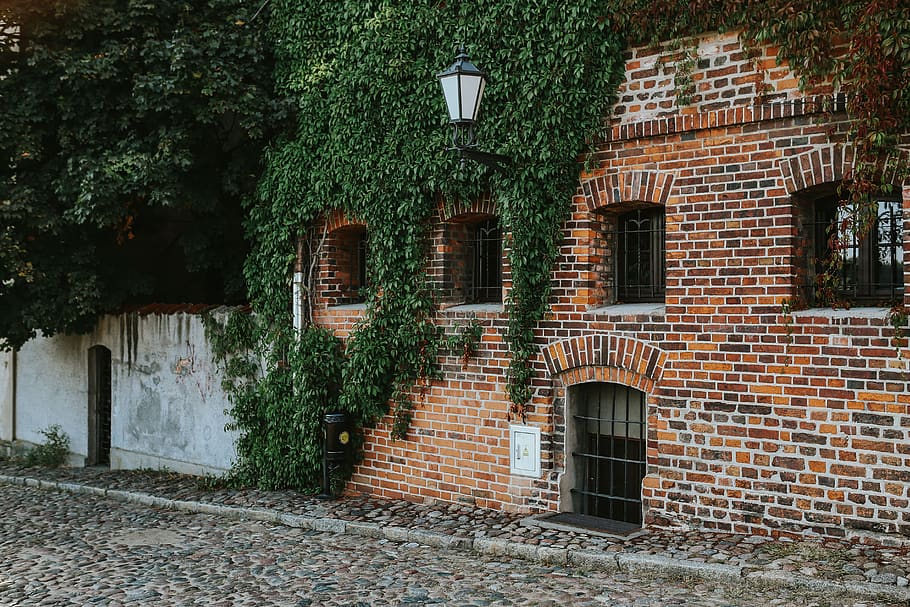 architecture, street, building, red brick, vine, Old, covered, building exterior, built structure, window