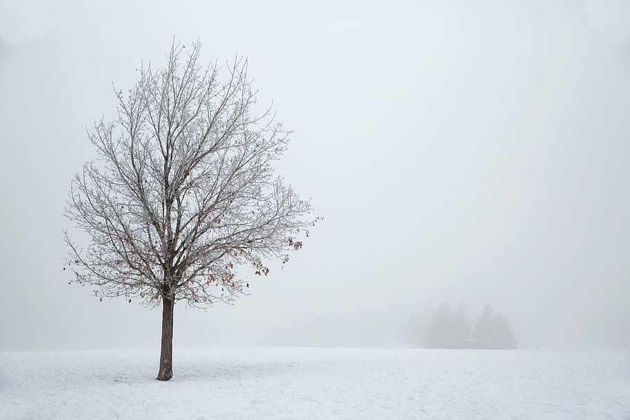 bare, tree, covered, snow, winter season, brown, day, time, plant, winter