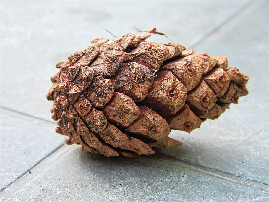 pinecone, autumn, decoration, forest, tree, nature, garden, grabs, food and drink, food