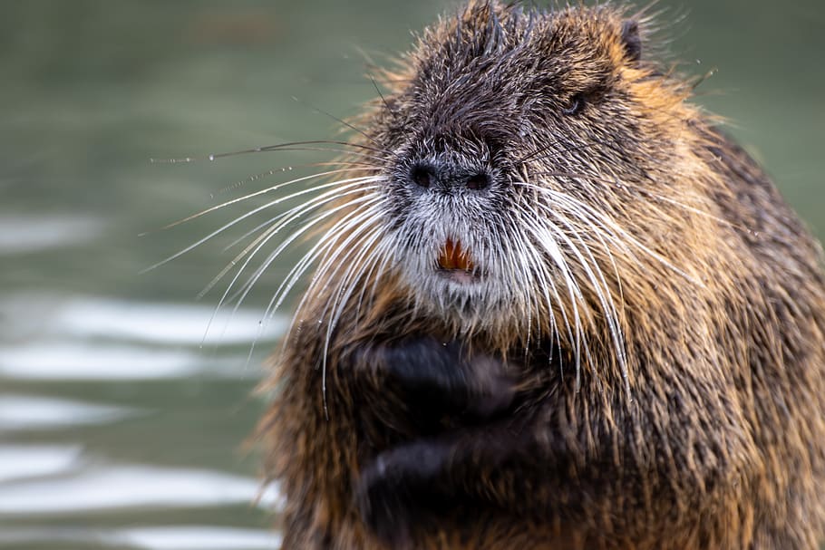 nutria, coypu, rodent, water, nature, wild animal, portrait, expression, mimic, spell card