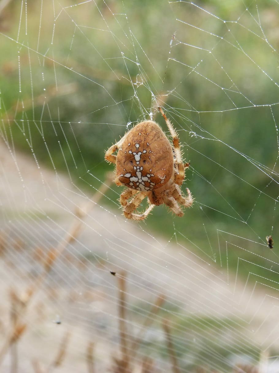 Spider, Web, Araneus Diadematus, spider, web, devouring an insect, hunt, european garden spider, cross spider, one animal, spider web