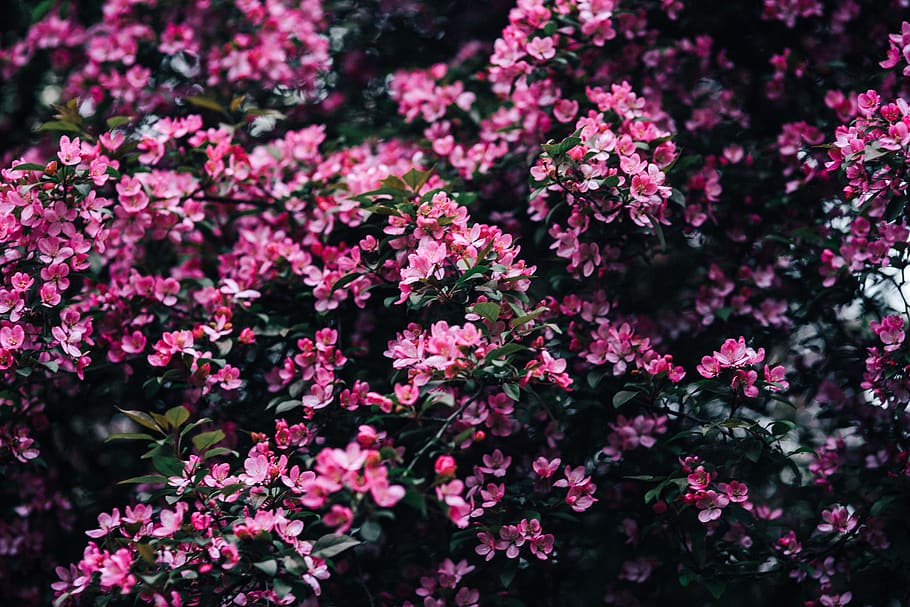flowers, copy space, blooming, pink, spring, blossom, branches, springtime, Lovely, tree