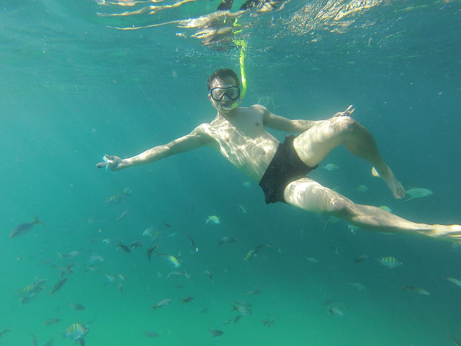 snorkeling, mexico, baja california, fish, underwater, water, sea, swimming, one person, undersea