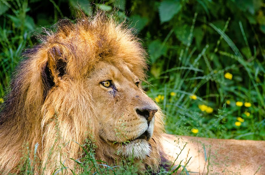 lion on grass, african lion, lion, male, mane, lazy, cat, animal, predator, zoo