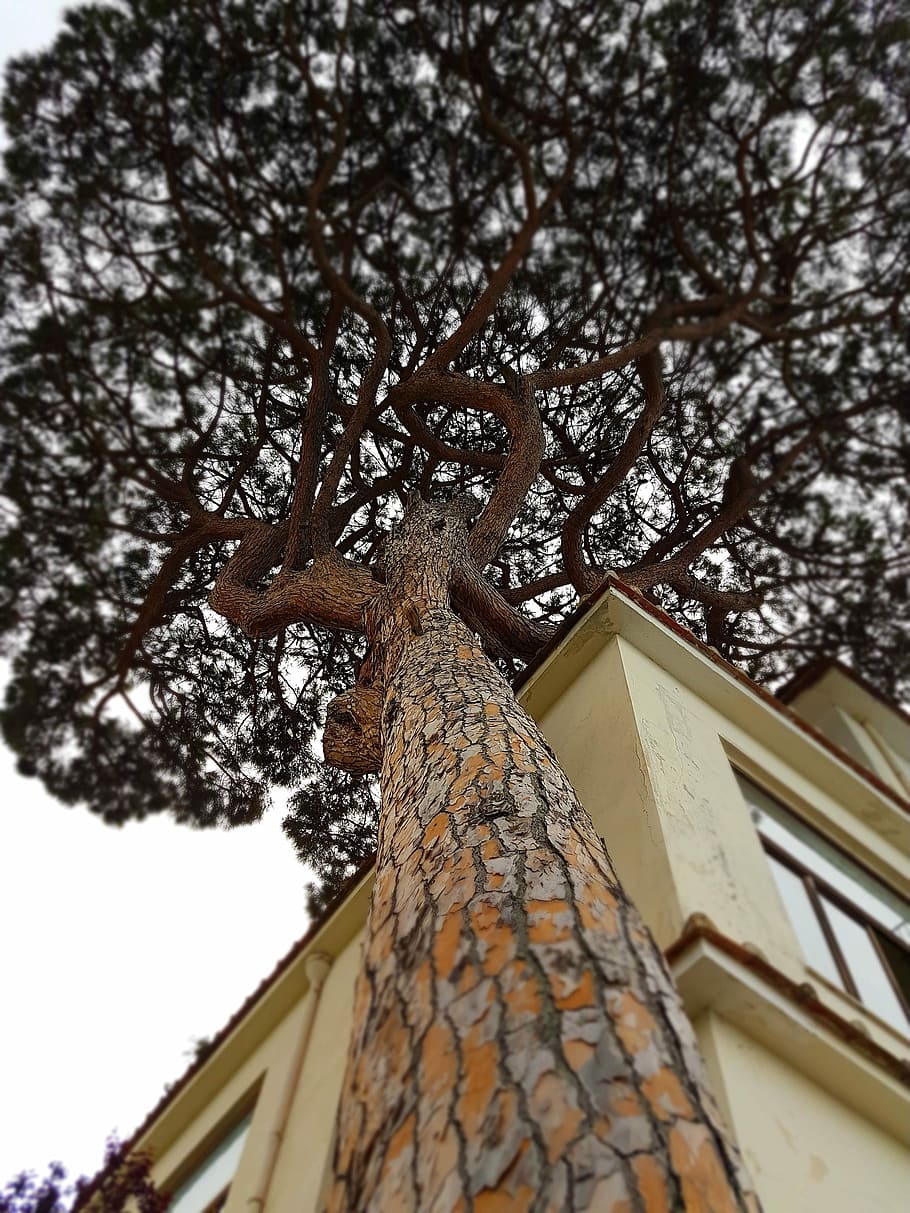 Sorrento, Home, Gallery, Tree, Italy, low angle view, tree trunk, house, building exterior, built structure