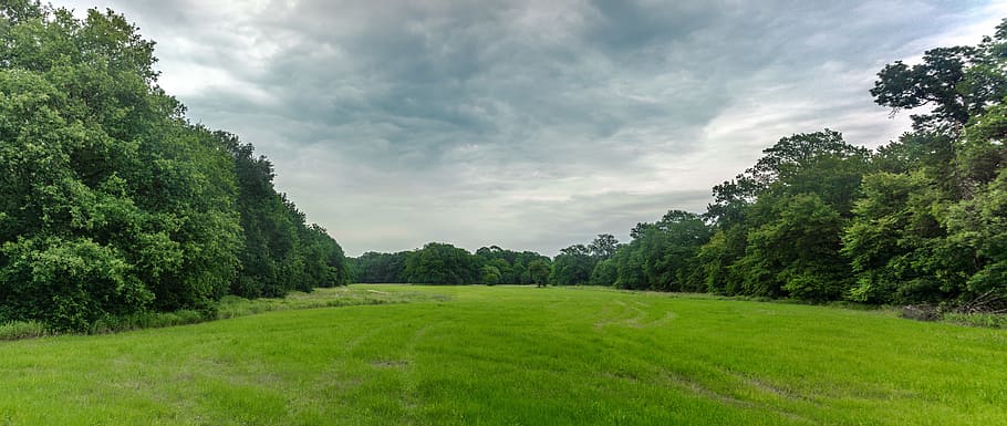 Nature, Forest, Trees, Meadow, Clouds, sky, landscape, green, tree, grass