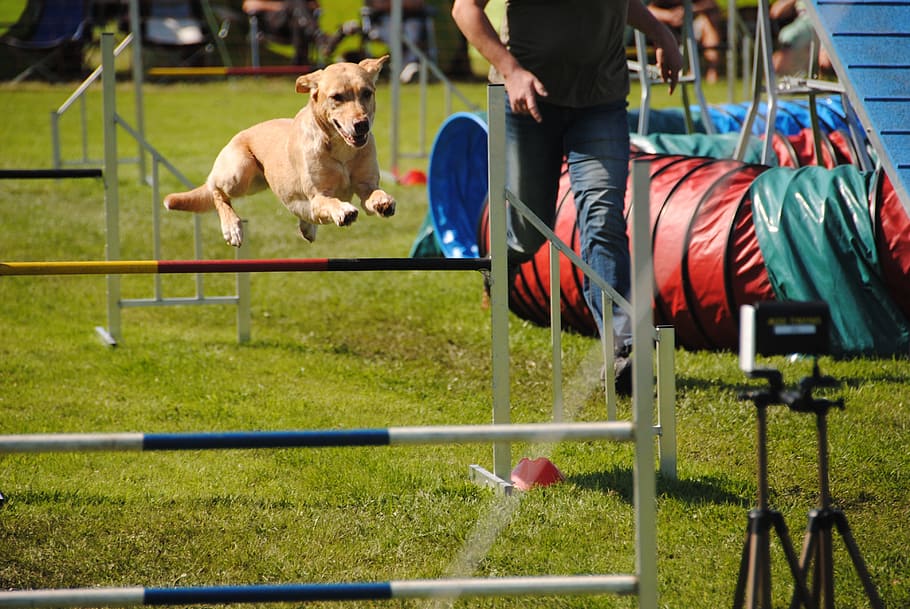 Dogs, Agility, Jump, Fun, hundesport, competition, summer, obstacle, dog, adult