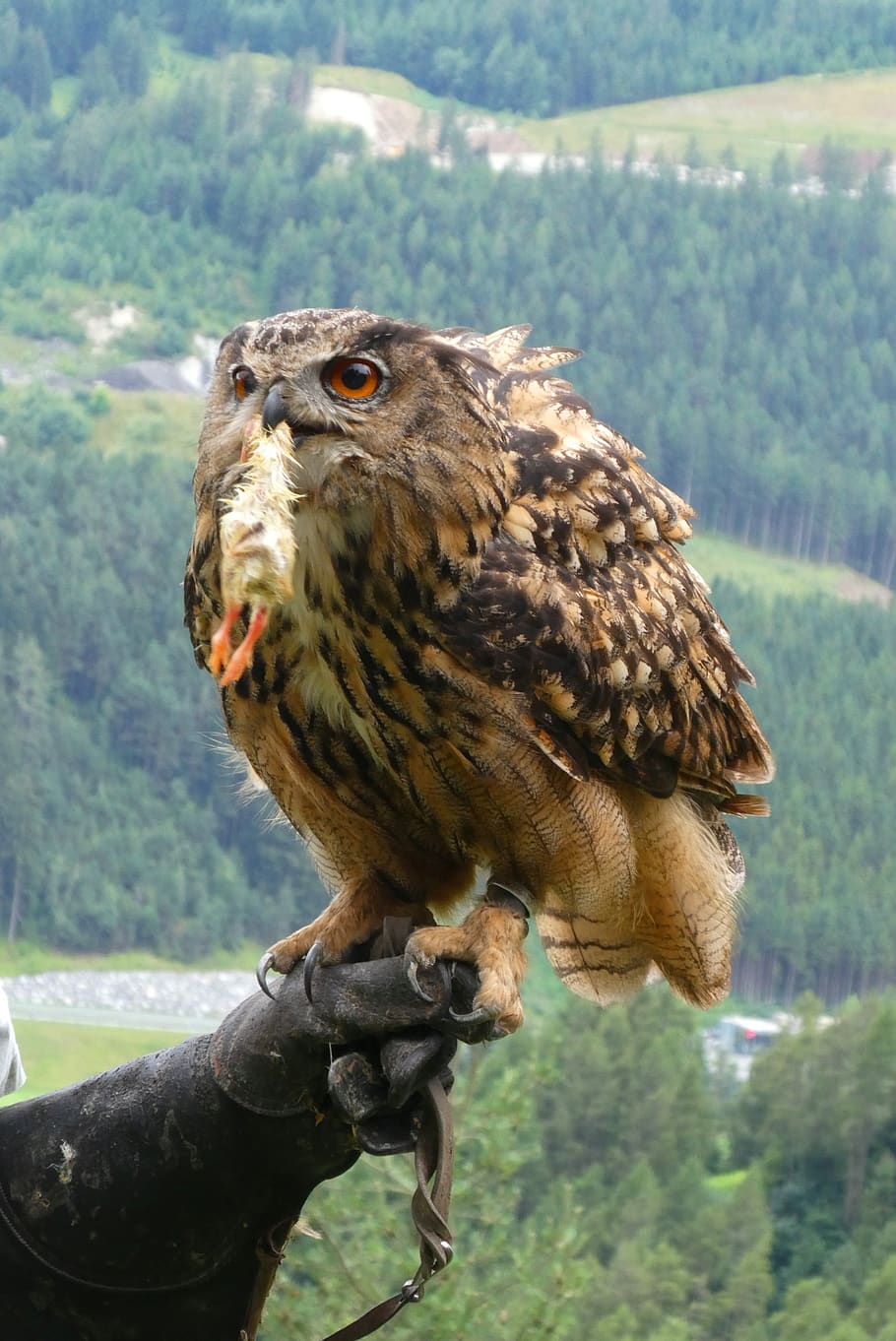 owl, eurasian eagle owl, feathers, eyes, bird of prey, chick, food, plumage, animal world, beak