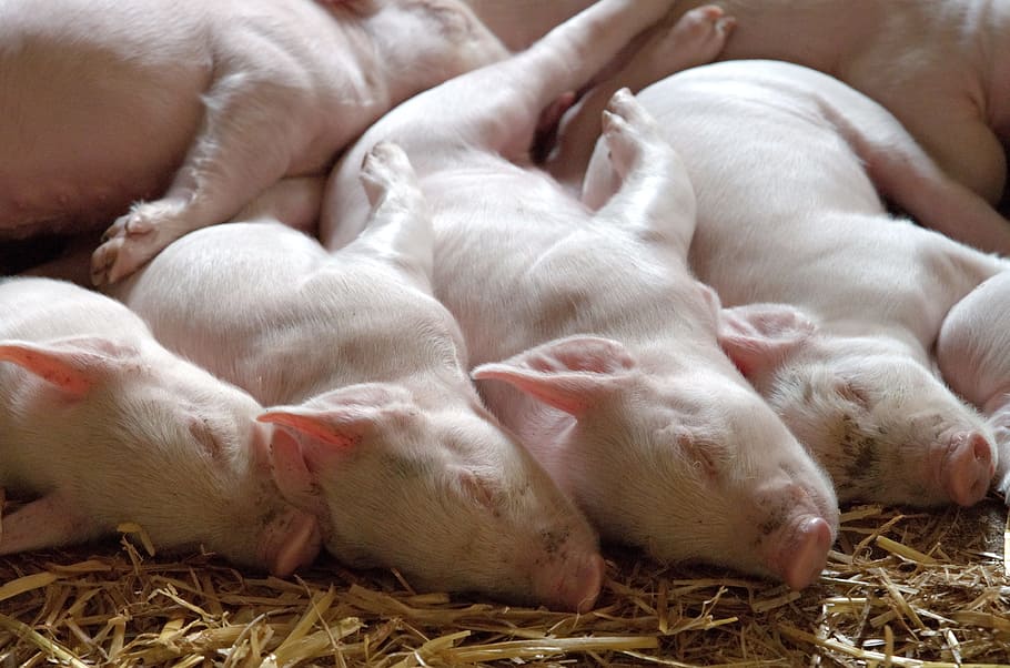 herd of piglets, piglet, litter, pig, young, animal, swine, omnivorous, hog, domestic