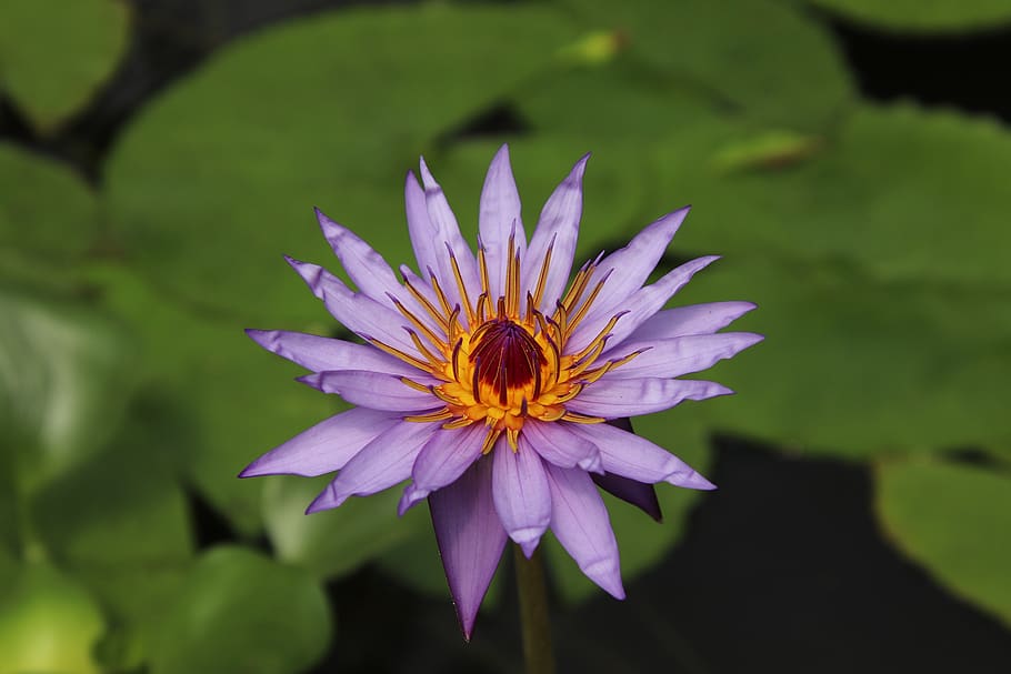 water lily, water plants, blue, water, flowers, plants, nymphaea, violet, nature, exotic