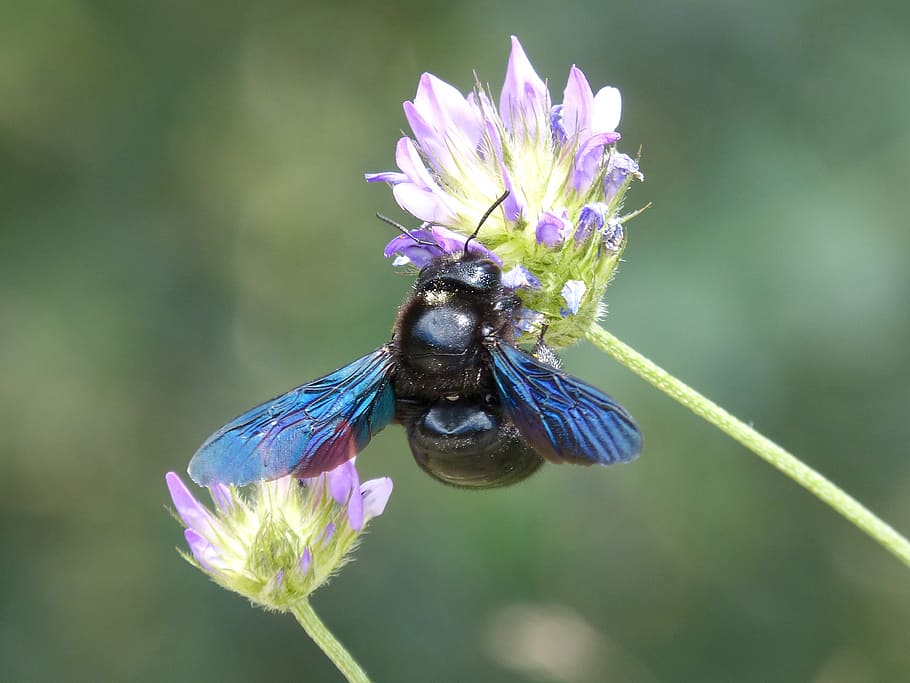 xilocopa violet, tukang kayu bumblebee, borinot negre, serangga, warnawarni, bunga liar, buzz, lebah hitam, bunga, tanaman berbunga