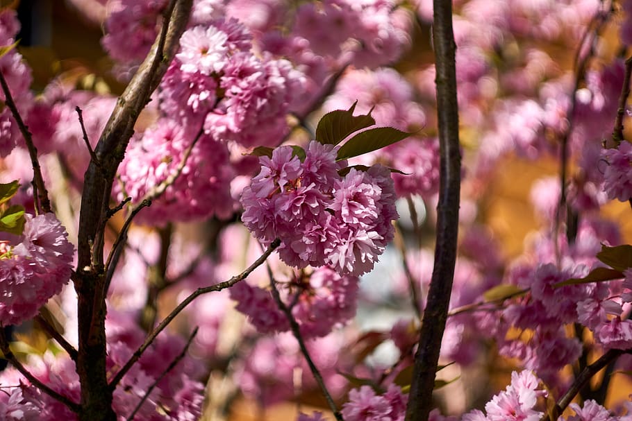 Sakura bloom