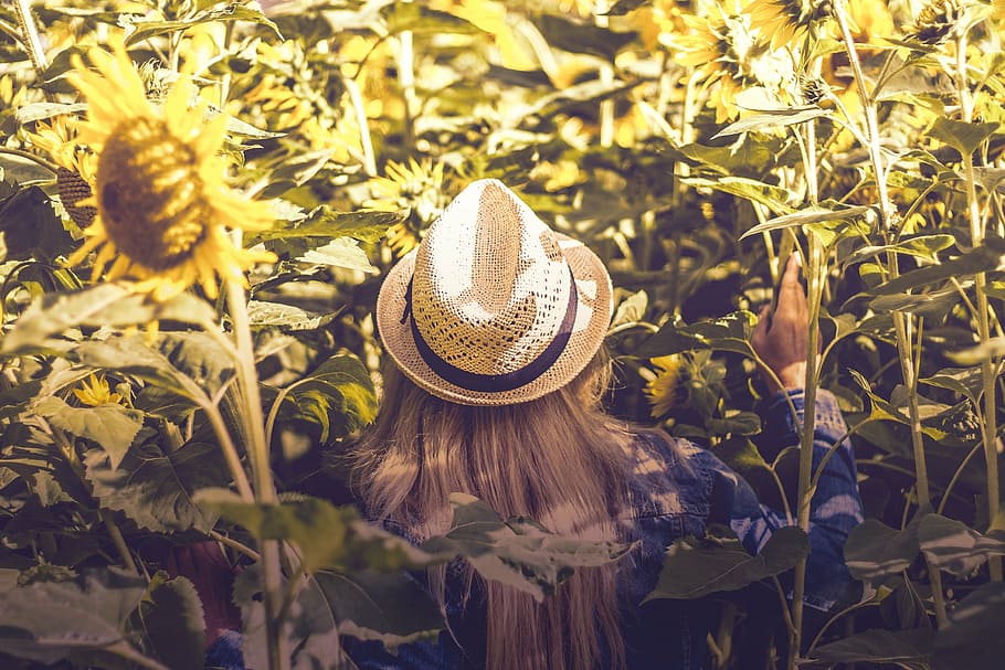 woman, touching, sunflower plant, bloom, blossom, fedora, flora, flowers, hat, leaves