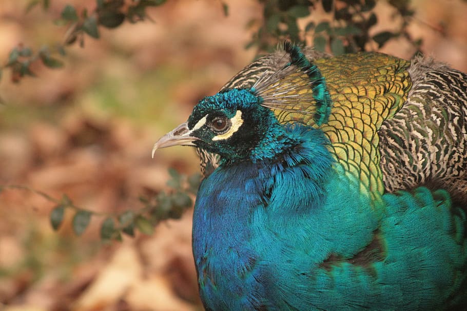 Pavo real, Pájaro, azul, animal, naturaleza, vida silvestre, pluma, multicolor, pico, color verde