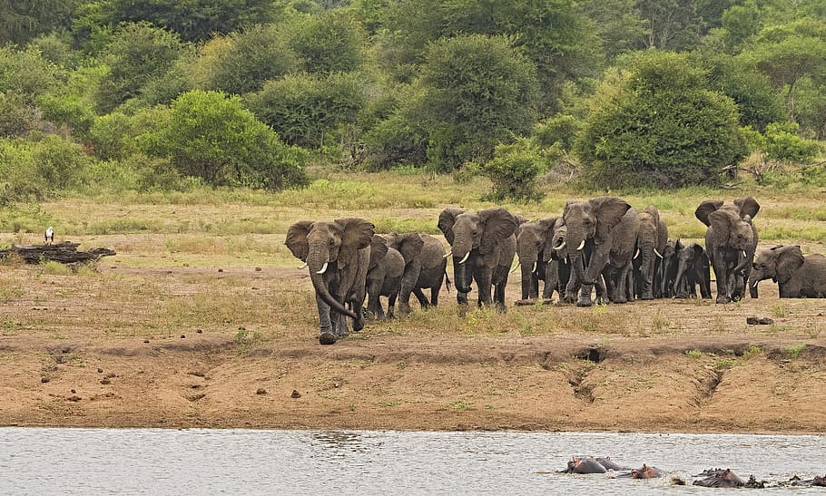 wildlife photography herd, elephant, herd, stampede, riverbank, large, wildlife, wild, landscape, hippopotamus