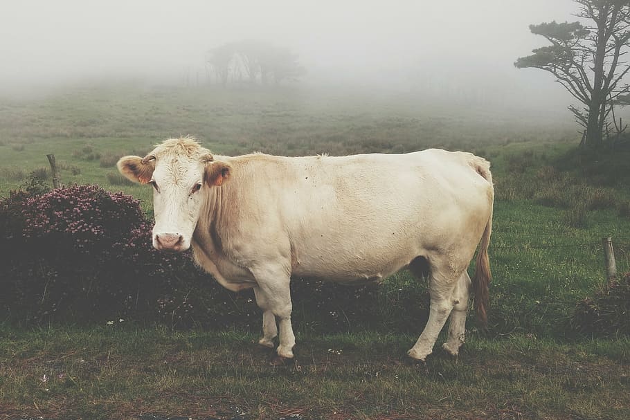корова, Стоящий, Трава поле, животное, молоко, ферма, уши, пасти, белый, Зеленый