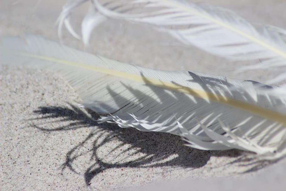 feather, sand, beach, vacations, coast, rest, sea, shadow, close-up, nature