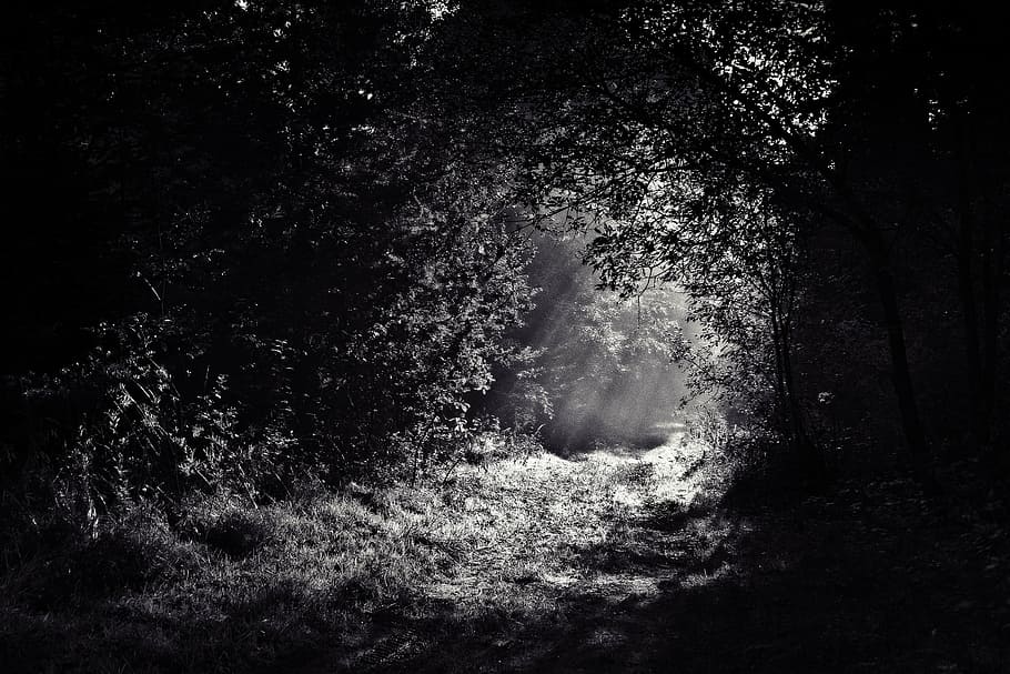 grayscale photo, pavement, covered, trees, woods, path, forest, dark, night, light