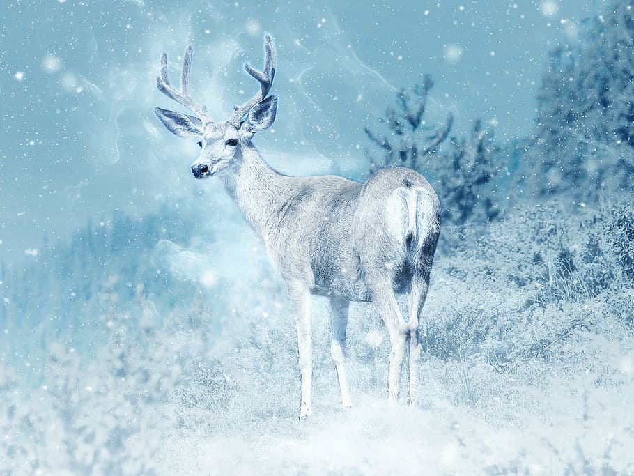 brown deer, moose, snow, elk, animal, art, wildlife, scrapbooking, paper, nature