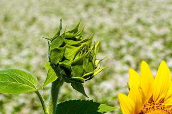 Página 2 | Fotos brotes de girasol libres de regalías | Pxfuel